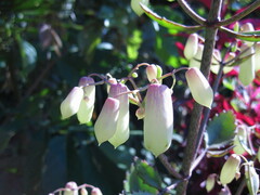 Kalanchoe pinnata