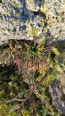 Tillandsia salmonea