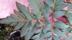 Sceptridium dissectum obliquum