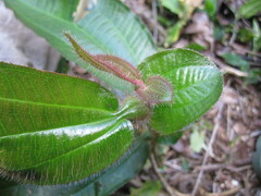 Miconia tococa