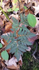Sceptridium dissectum obliquum