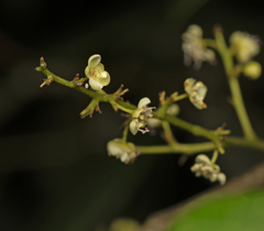 Alectryon tomentosus