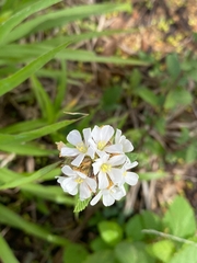 Diplotaxis erucoides