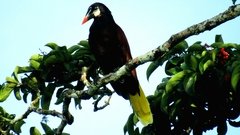 Psarocolius montezuma