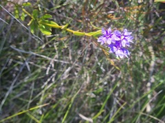 Dampiera stricta