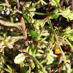 Gonocarpus teucrioides