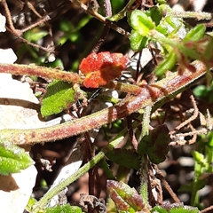 Gonocarpus teucrioides