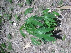 Ficus carica
