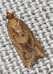 Clepsis coriacanus