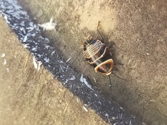 Ellipsidion reticulatum