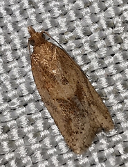 Clepsis coriacanus