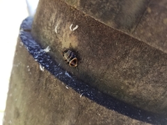 Ellipsidion reticulatum