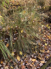 Carex stricta