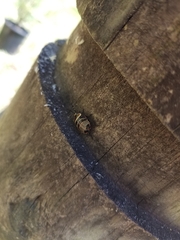 Ellipsidion reticulatum