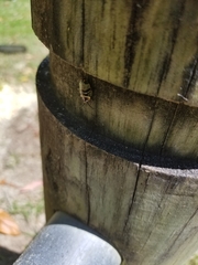 Ellipsidion reticulatum