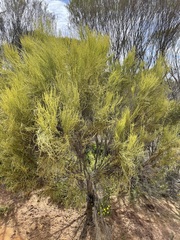 Choretrum glomeratum