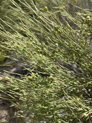 Choretrum glomeratum