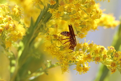 Polistes bellicosus