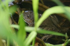 Hoplobatrachus chinensis