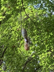 Trichonephila clavata