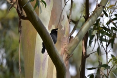 Acridotheres cristatellus