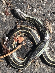 Thamnophis elegans elegans