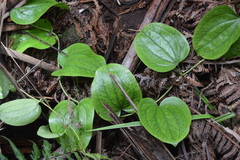 Smilax melastomifolia