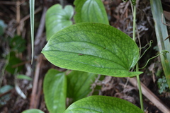 Smilax melastomifolia