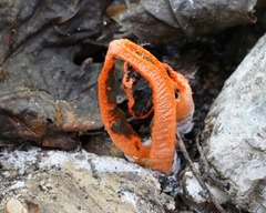 Pseudocolus fusiformis