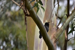 Acridotheres cristatellus