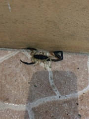 Centruroides fulvipes