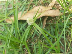 Cyperus sesquiflorus