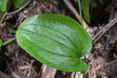 Smilax melastomifolia