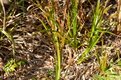 Carex ventosa
