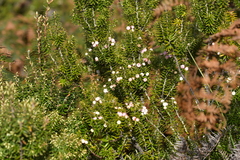 Leptecophylla robusta