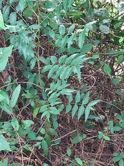 Azadirachta indica