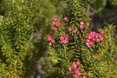 Leptecophylla robusta