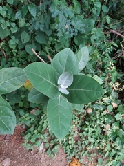 Calotropis gigantea