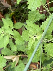 Urtica urens