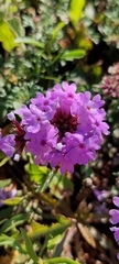 Glandularia tenera