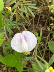 Centrosema pubescens