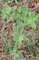 Ocimum tenuiflorum