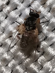 Simuliidae