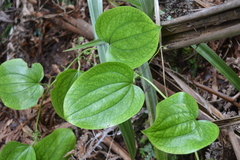 Smilax melastomifolia
