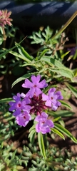 Glandularia tenera