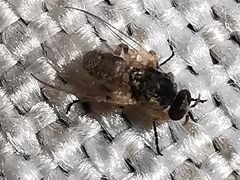 Simuliidae