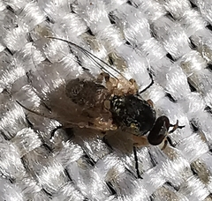Simuliidae