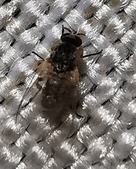 Simuliidae