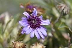 Macrolearia semidentata