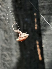 Philoponella congregabilis